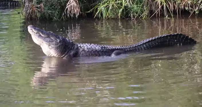 Как крокодилы "чаруют" подруг: горячие брачные игры рептилий. Видео