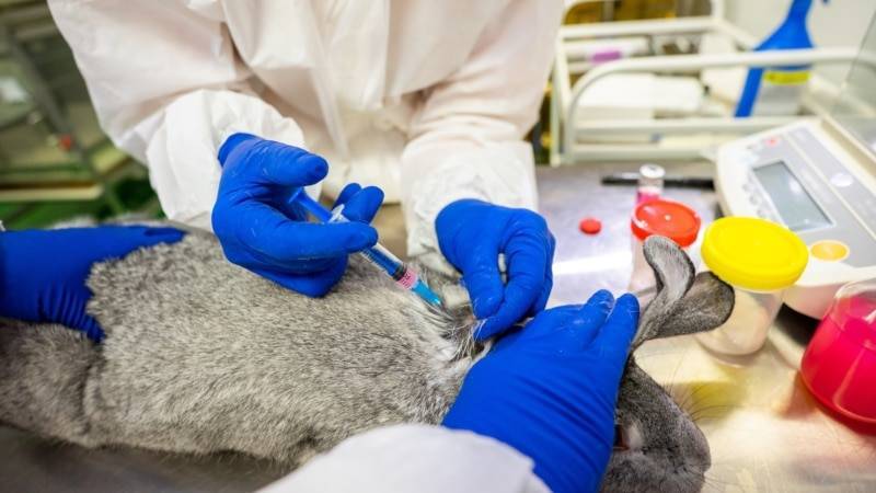 Россия зарегистрировала вакцину от коронавируса для животных
