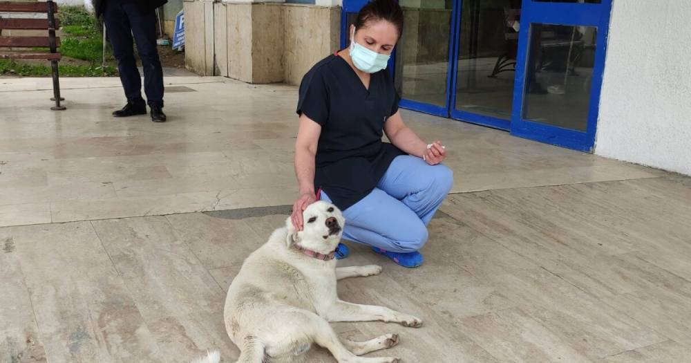 Верная собака две недели ждала хозяина у дверей больницы в Турции (видео)