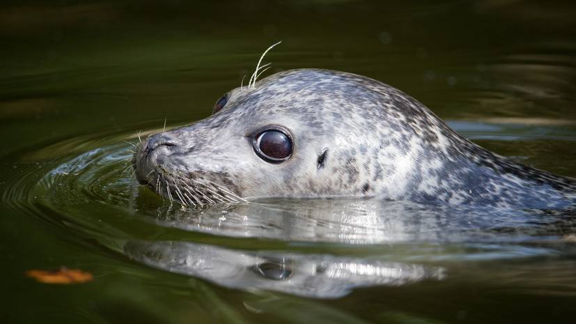 На Финском заливе спасли детёныша тюленя