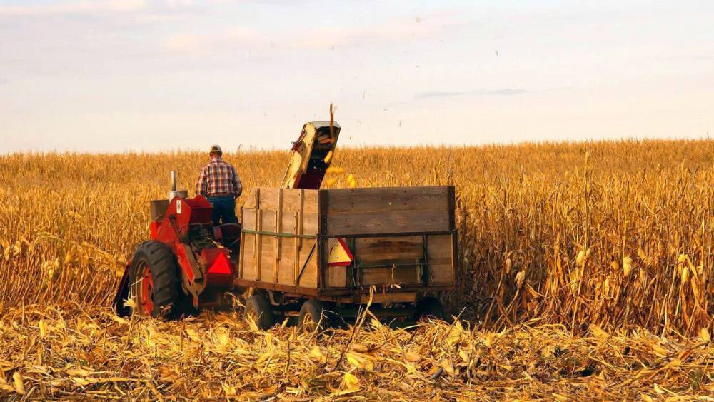 Кукурузу для попкорна планируют освободить от экспортных пошлин в России