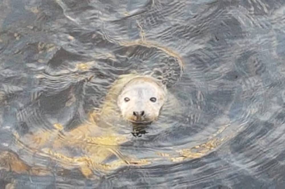 В центре Петербурга ищут истощенного тюлененка
