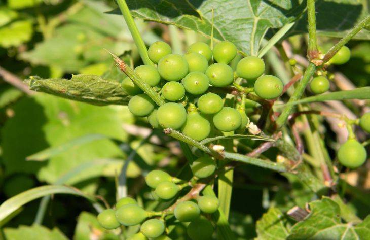 Как повысить урожайность винограда: секреты, о которых мало кто знает