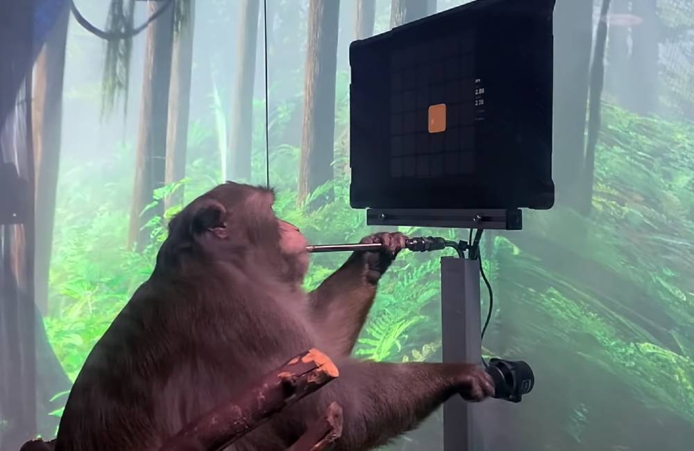 У Илона Маска показали чипированную обезьяну, которая играет в видеоигру "силой мысли"