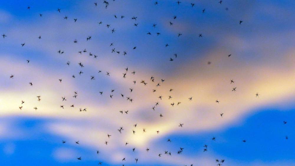 Теплая погода может повлиять на массовое появление комаров уже в мае
