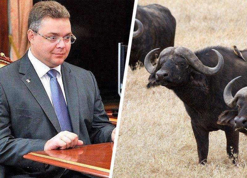 Глава Ставрополья под нависшей угрозой отставки «отжимает» земли у студентов-аграриев под буйволиную ферму