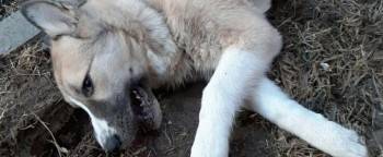 В Вологде хозяйка погибшей собаки назвала причину трагедии