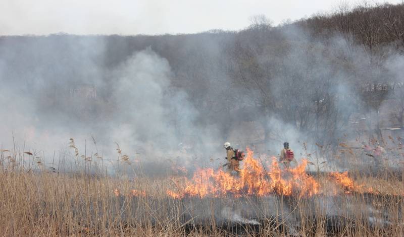 В Московской области произошли первые лесные пожары