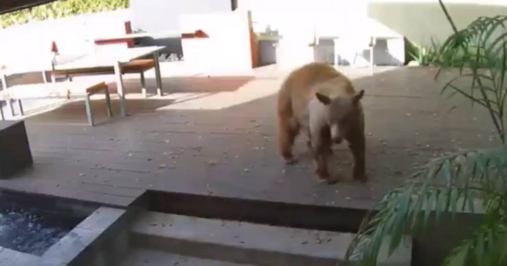 В Калифорнии две маленьких собачки героически противостояли большом медведю: тот ворвался в дом