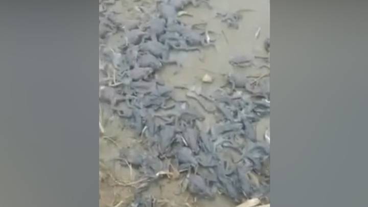 ЧП. Тысячи мертвых лягушек обнаружили на берегу реки под Хабаровском