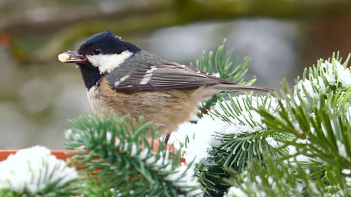 Кипящая кровь: биологи узнали, почему птицы не замерзают зимой