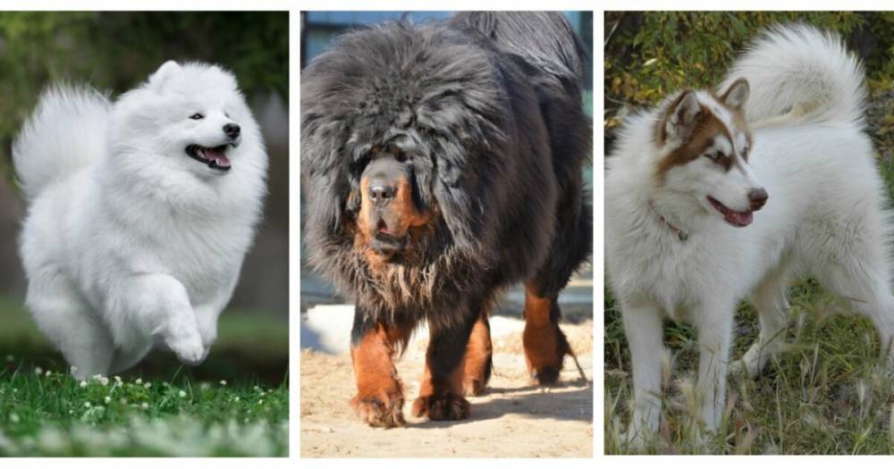 Безграничная любовь за большие деньги: топ-9 самых дорогих пород собак в мире
