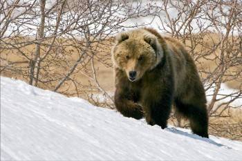 В Вологодской области проснулись медведи