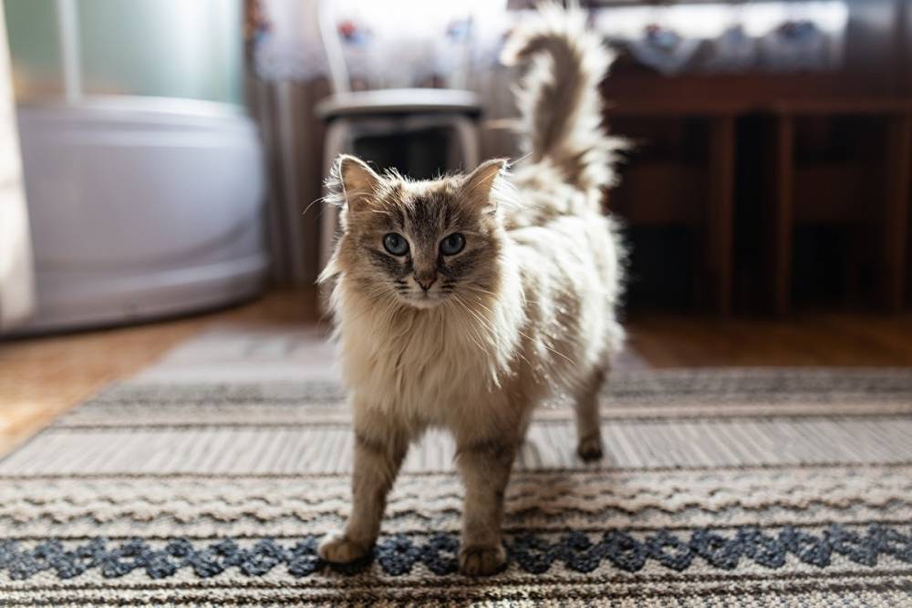 Московский суд осудил на год жителя Хамовников за убийство двух котов