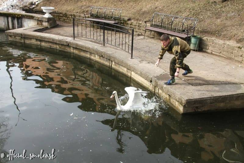 В центральный парк Смоленска вернулись лебеди