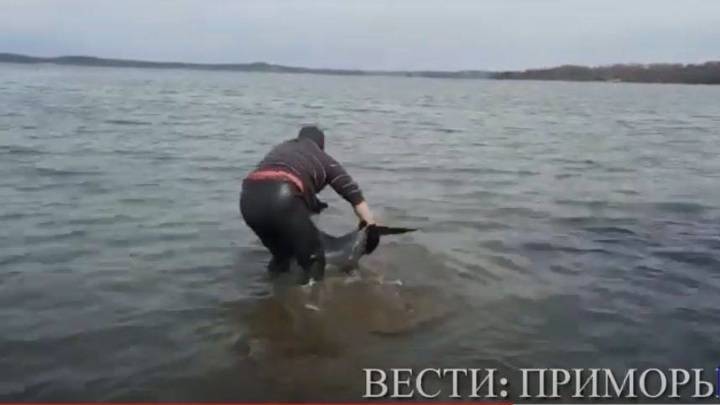 Жители Приморья спасли дельфина, застрявшего на мелководье