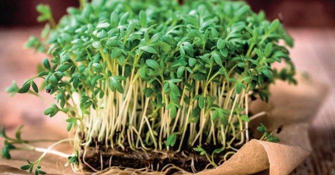 Микрогрин дома: как выращивать микрозелень дома и зачем