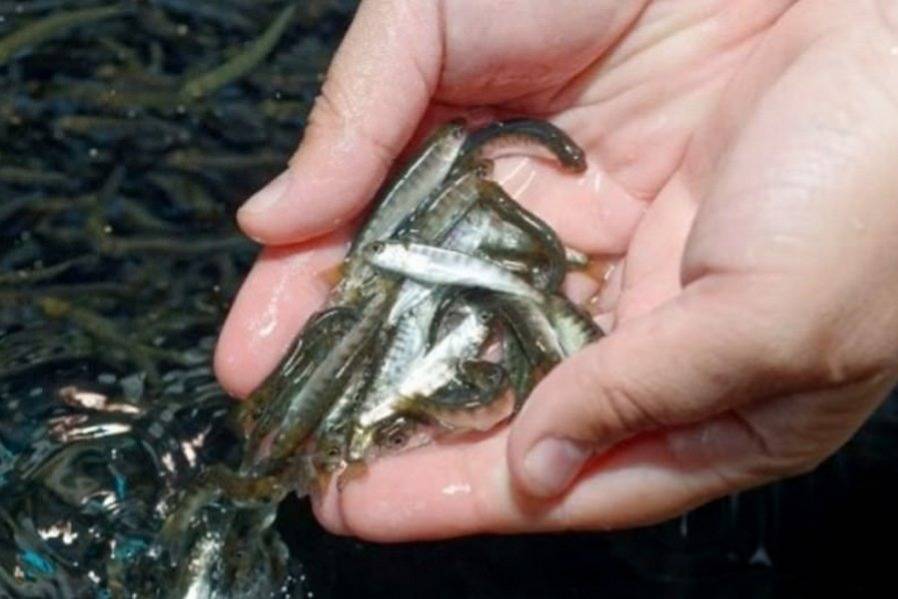 Более миллиарда мальков частиковой рыбы выпустили в Дагестане за 5 лет