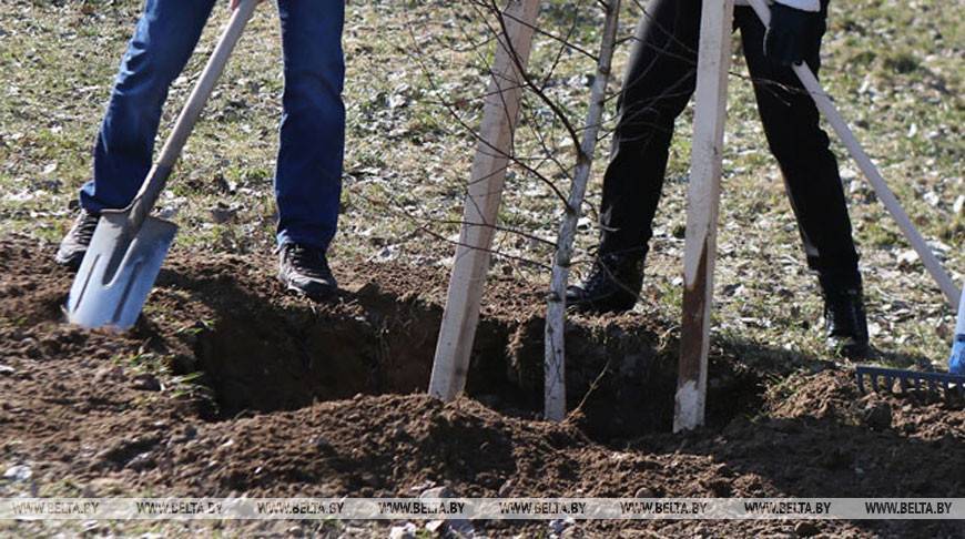 Профсоюзы Могилевской области на субботнике посадят более 3 тыс. деревьев