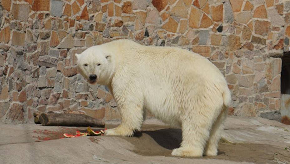 В Ленинградском зоопарке умерла белая медведица Услада