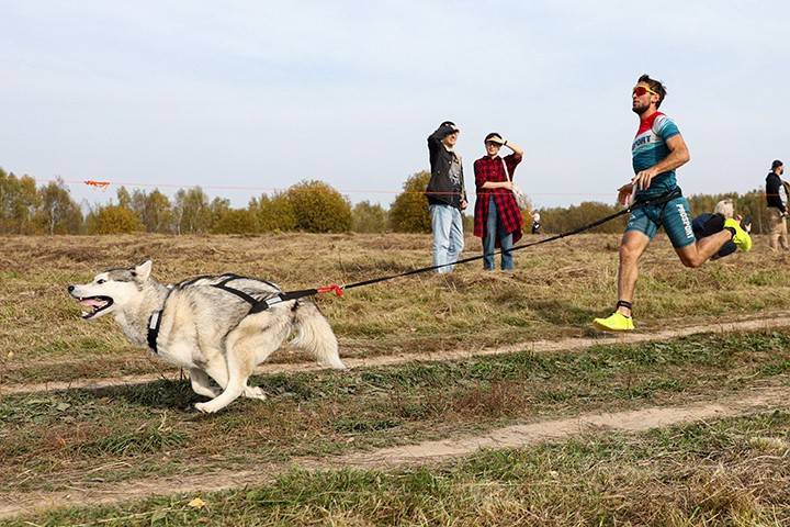 Массовый забег с собаками «Быстрый пес» проведут Битцевском лесу Москвы