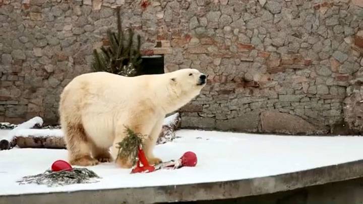 Видео из Сети. В Ленинградском зоопарке умерла старейшая в мире медведица