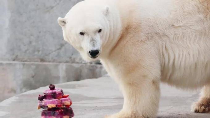 Умерла символ Ленинградского зоопарка белый медведь Услада