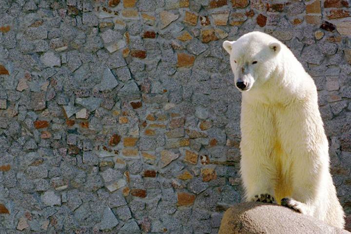 Одна из старейших белых медведиц умерла в Ленинградском зоопарке