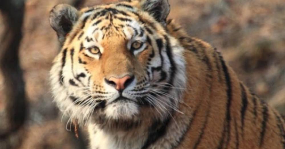 Обвиняемым в убийстве тигра Павлика ужесточили статью