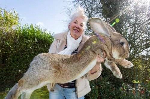 В Британии украли самого большого кролика в мире. ВИДЕО