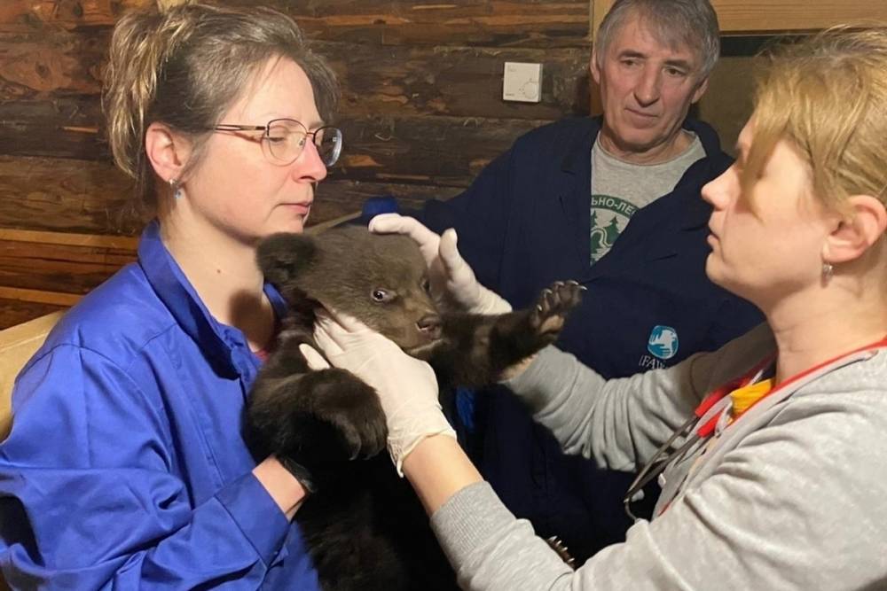 Спасённые в Карелии медвежата вероятно смогут вернуться на родину