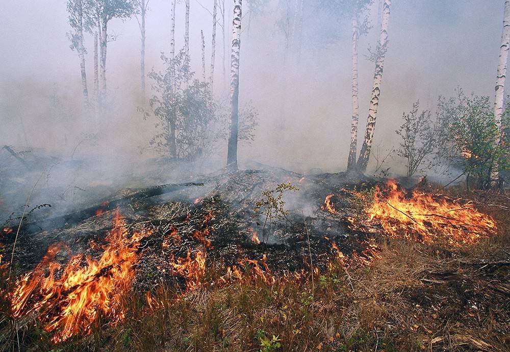 Поджоги сухой травы названы основной причиной пожаров в России