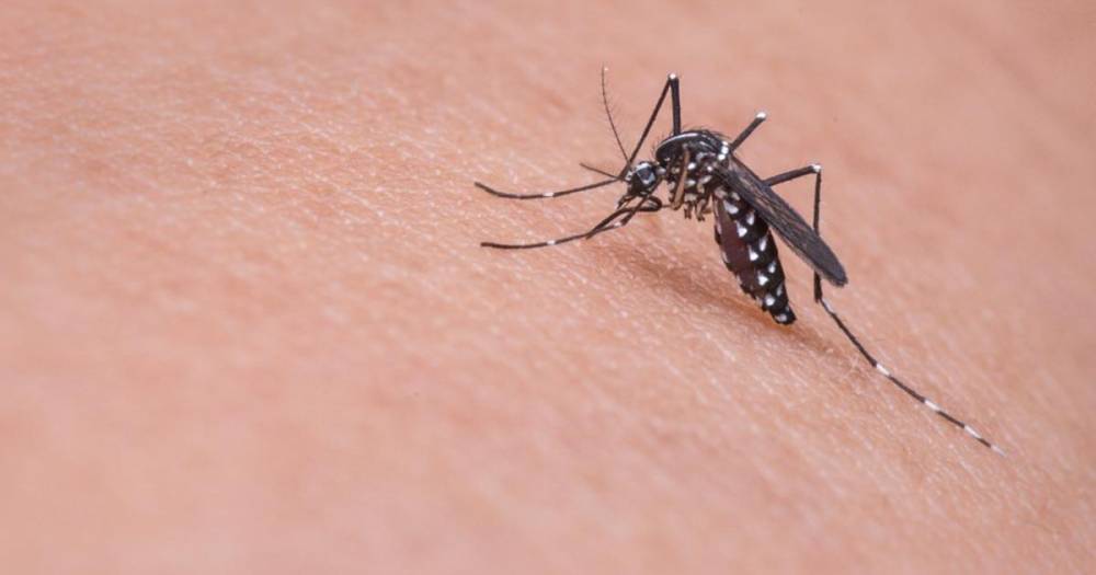 Австралийцев предупредили об атаке комаров-переносчиков редких вирусов
