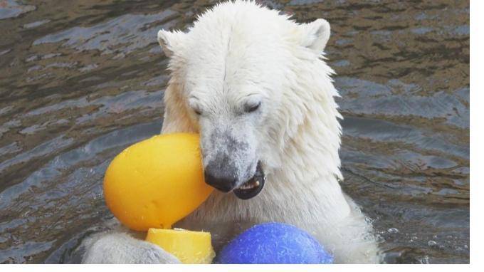 После смерти Услады в Ленинградском зоопарке появится новый медведь