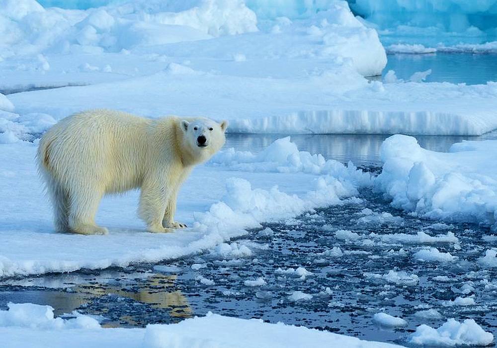 Кабмин распространит на Арктику программу Дальневосточный гектар