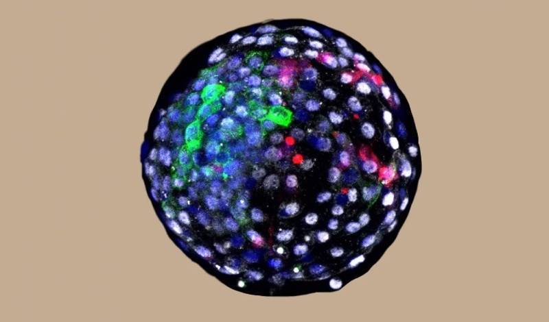 Ученые создали искусственные гибридные эмбрионы человека и обезьяны