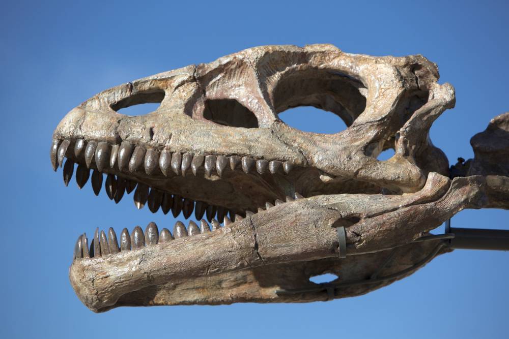 В Калифорнийском университете посчитали, сколько тираннозавров населяли Землю