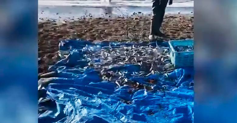 Грязная, но бесплатная: жители Сахалина голыми руками собирают рыбу у берега — видео