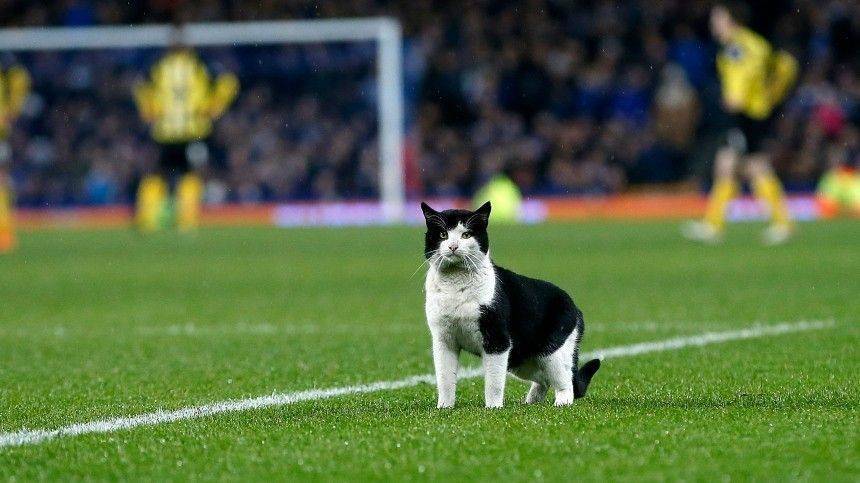 Видео: Кот выбежал на футбольное поле во время матча