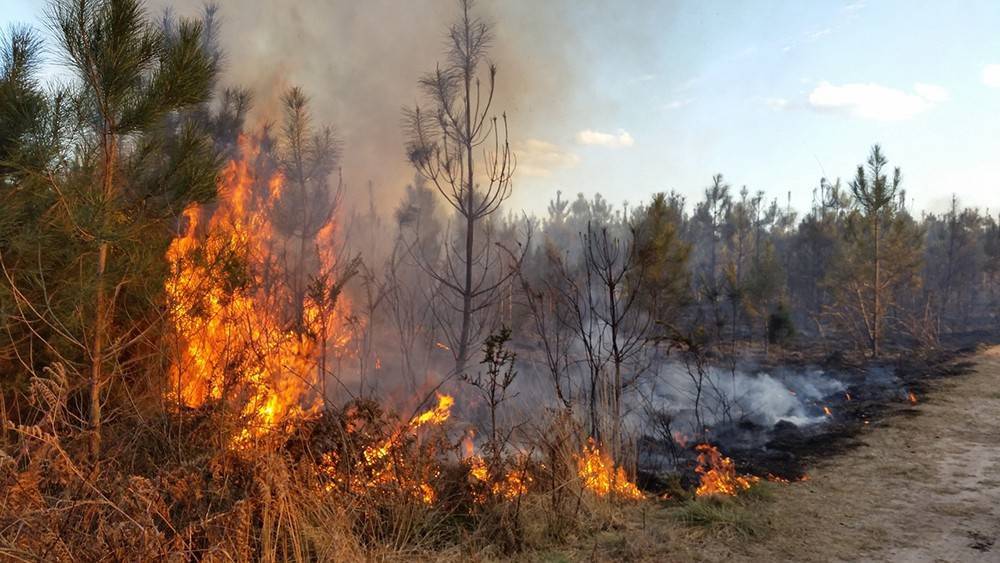 В России за сутки потушили почти 60 природных пожаров