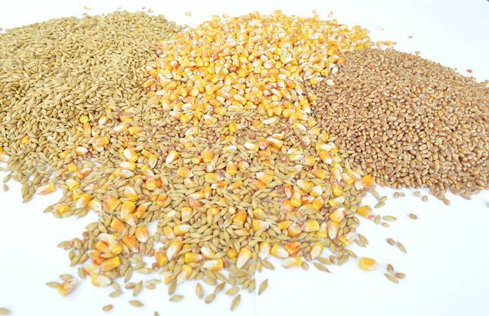 Экспорт зерна из Украины достиг 37 млн т