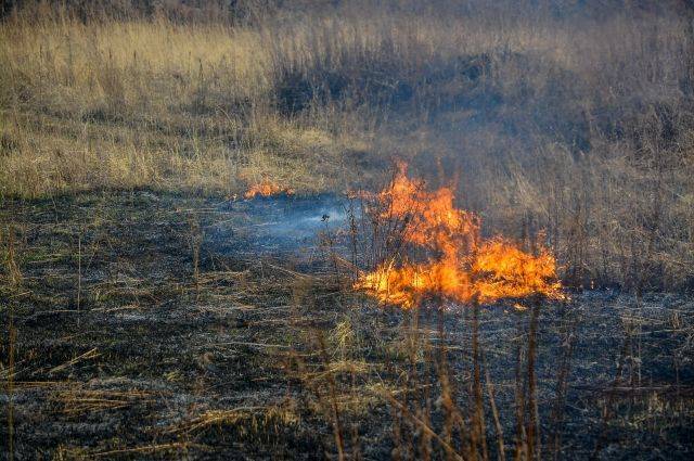 2,8 тыс. палов сухой травы выявили в РФ с начала года
