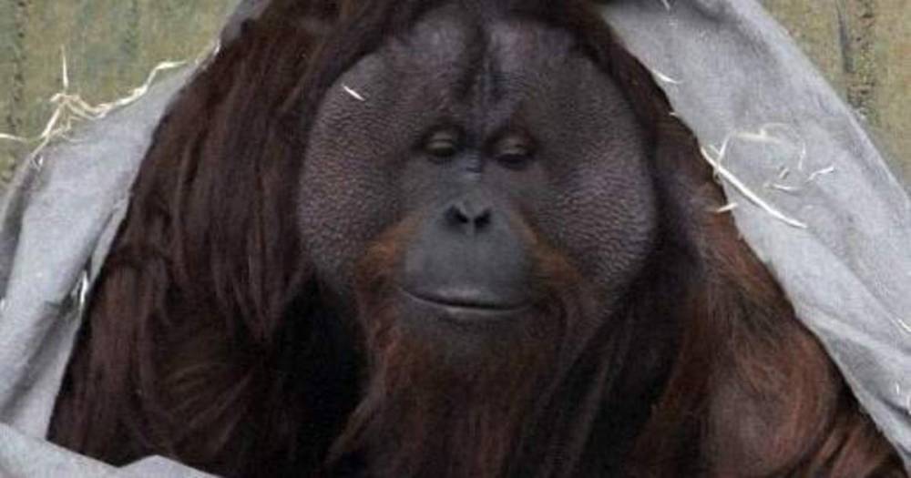 В Калининградском зоопарке назвали кличку прибывшего из Дании орангутана
