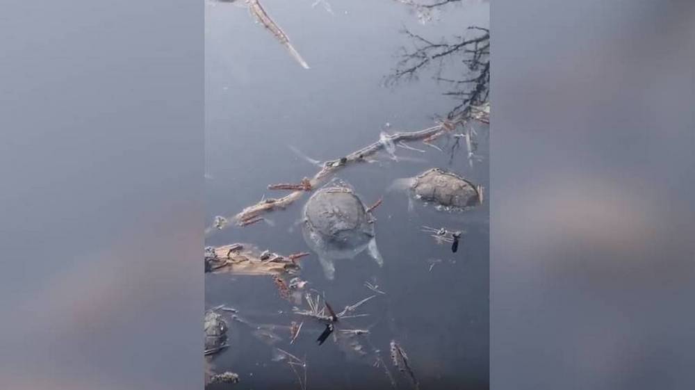 Воронежцы сообщили о массовой гибели черепах на уникальном озере: появилось видео
