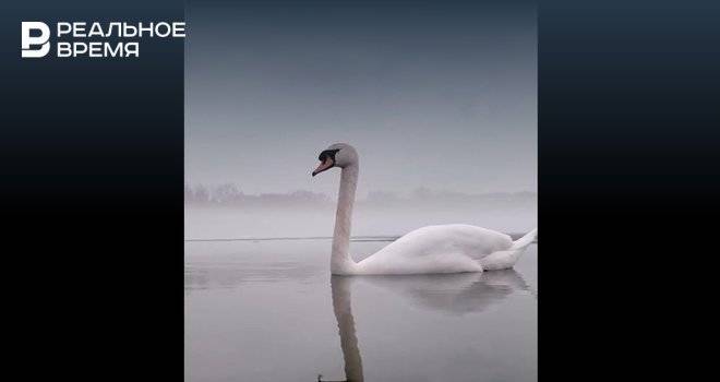 В Казани сняли завораживающее видео с лебедями на озере Кабан