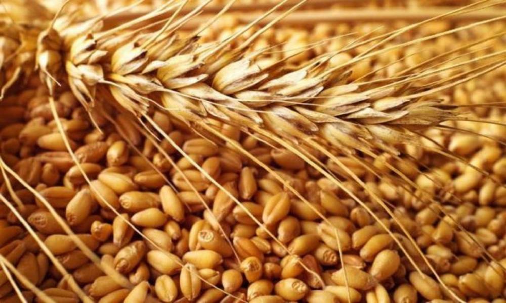 Урожай зерновых-2021: мир и Украина в ожидании рекордов