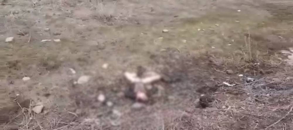 Бродячие собаки насмерть загрызли четырехлетнего мальчика в Башкирии
