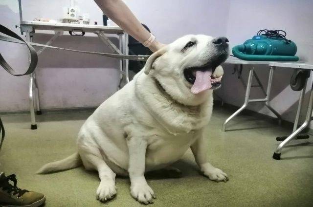 Самый толстый пес из Уфы лабрадор Хаммер сбросил 20 кг