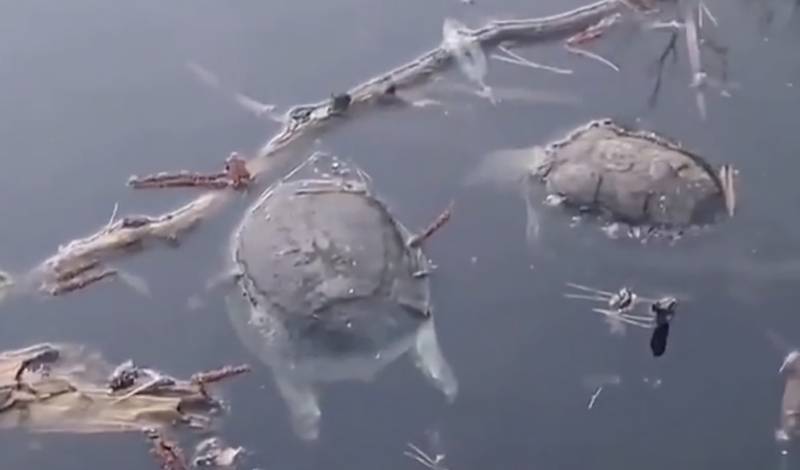 Десятки редких черепах погибли в охраняемом озере заповедника под Воронежем
