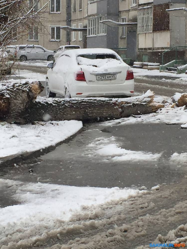 Дерево в Южно-Сахалинске упало на машину раньше, чем его спилили